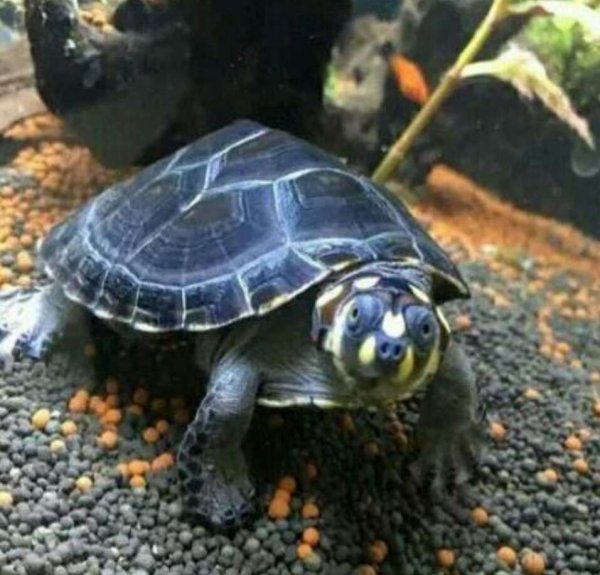 家里养什么龟最好