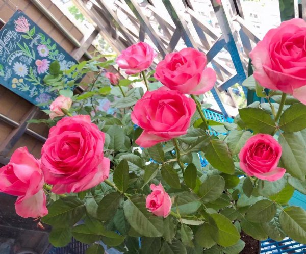 糖果雪山月季的优缺点