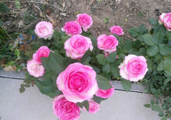 糖果雪山月季的优缺点