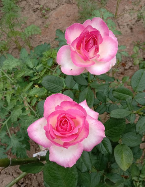 糖果雪山月季的优缺点