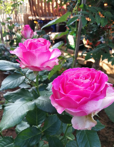 糖果雪山月季的优缺点