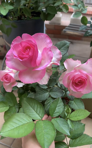 糖果雪山月季的优缺点