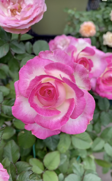 糖果雪山月季的优缺点