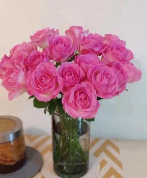 糖果雪山月季的优缺点