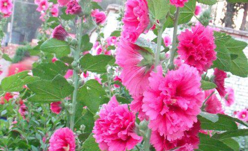 木槿花适合养在室内吗