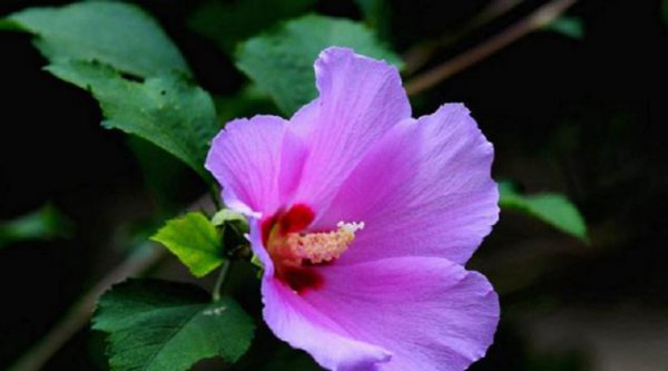 木槿花适合养在室内吗