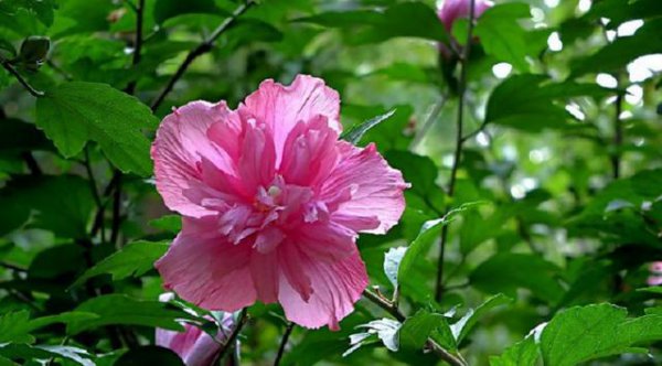 木槿花适合养在室内吗