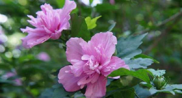 木槿花适合养在室内吗