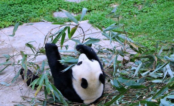 大熊猫是不是猫科动物