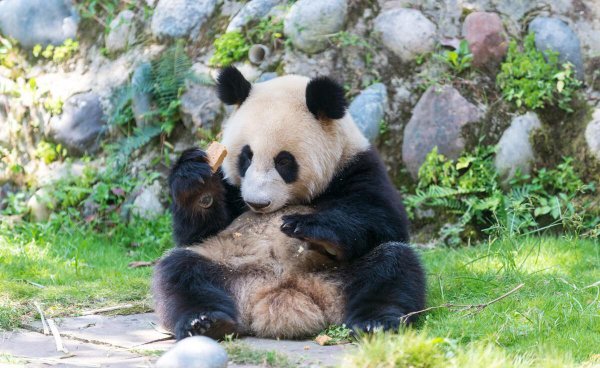 大熊猫是不是猫科动物