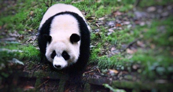 大熊猫是不是猫科动物
