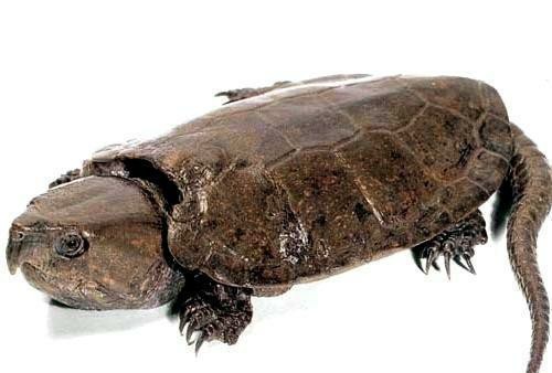 乌龟生活在哪里