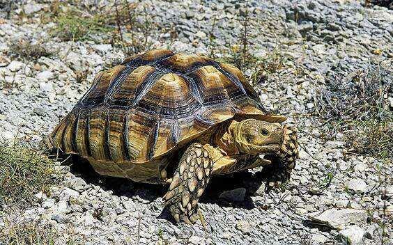 乌龟生活在哪里