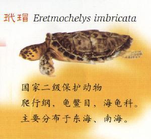 乌龟生活在哪里