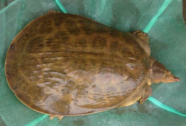 乌龟生活在哪里