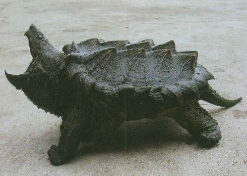 乌龟生活在哪里