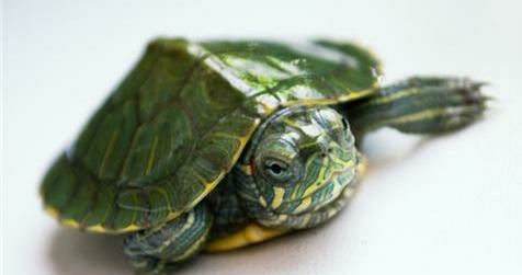 乌龟生活在哪里