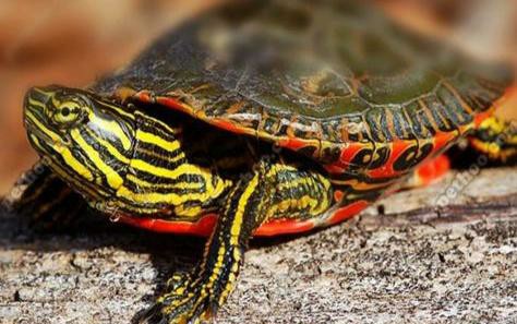 乌龟生活在哪里