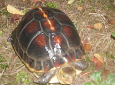 乌龟生活在哪里