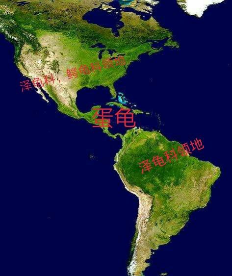 乌龟生活在哪里