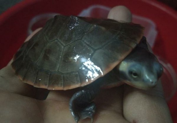 乌龟生活在哪里