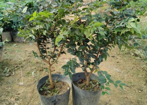 嘉宝果用什么肥料