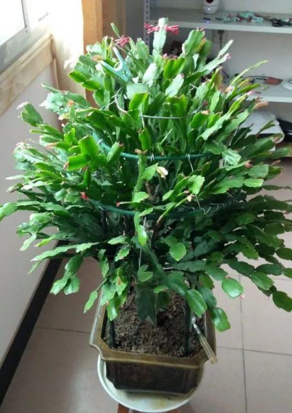 沙质土适合种植哪些植物