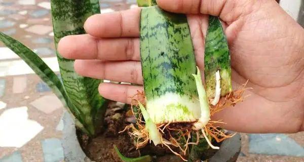 沙质土适合种植哪些植物