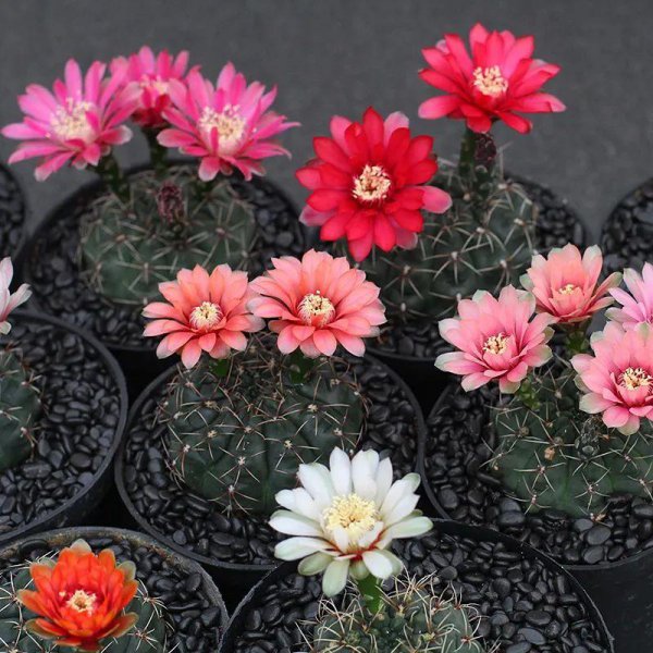 沙质土适合种植哪些植物