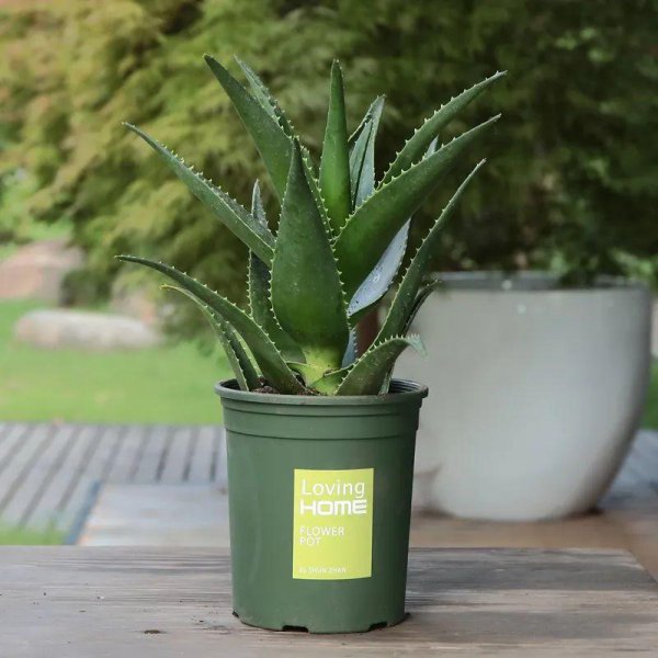 沙质土适合种植哪些植物