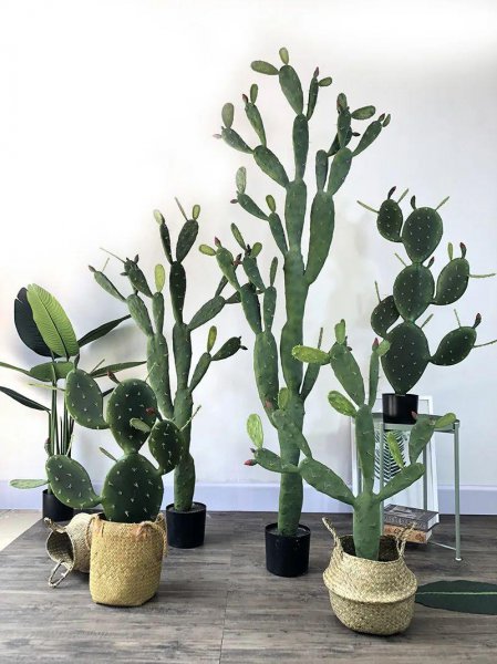 沙质土适合种植哪些植物