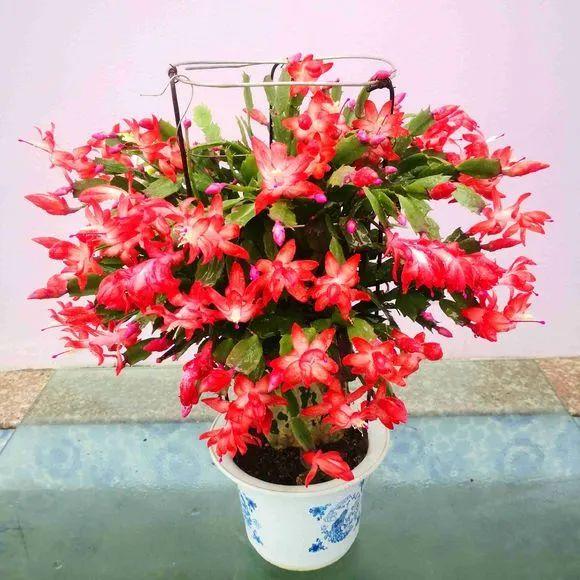 沙质土适合种植哪些植物