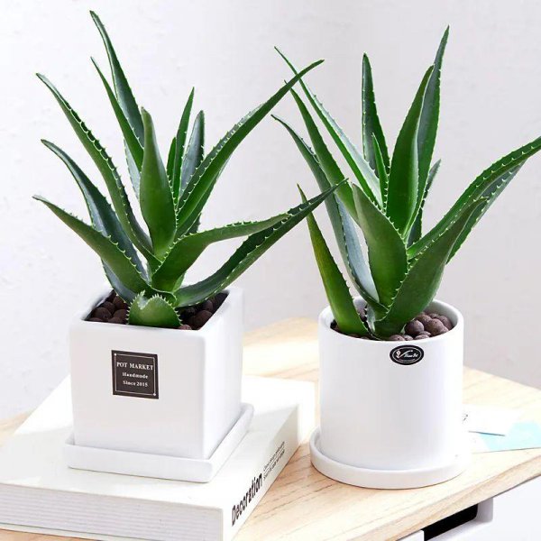 沙质土适合种植哪些植物