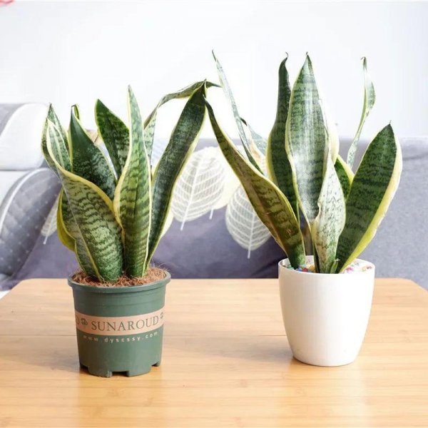 沙质土适合种植哪些植物