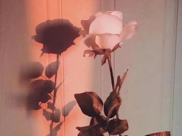 让双鱼座吃尽苦头的星座