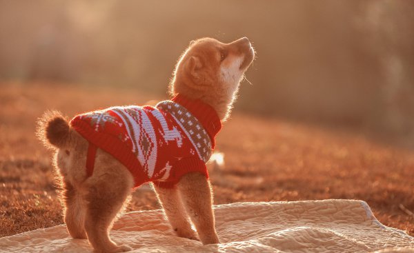 成年柴犬体重和体长