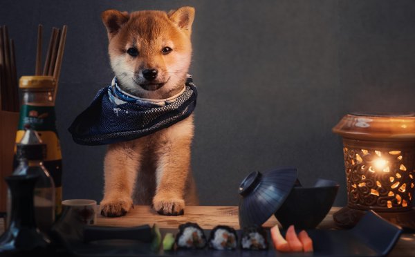 成年柴犬体重和体长