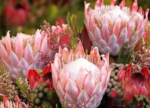 帝王花怎么做干花