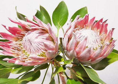 帝王花怎么做干花