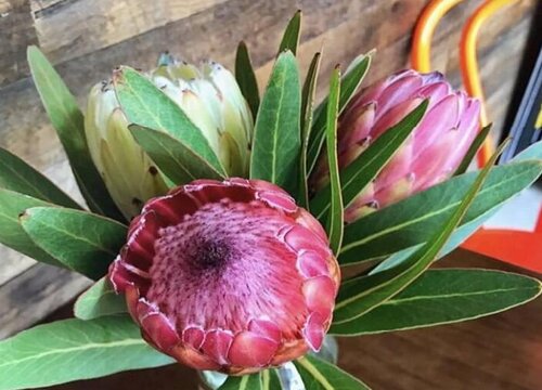 帝王花怎么做干花