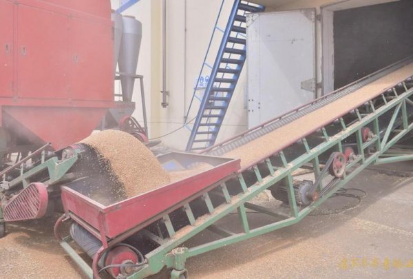 小麦一亩地收益多少钱