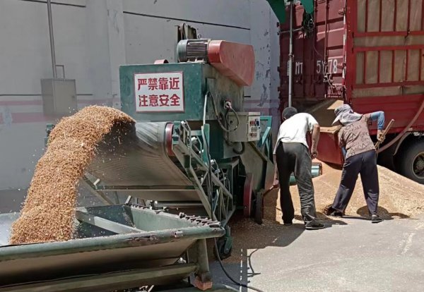 小麦一亩地收益多少钱