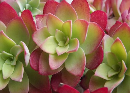 薄化妆多肉怎么养出状态