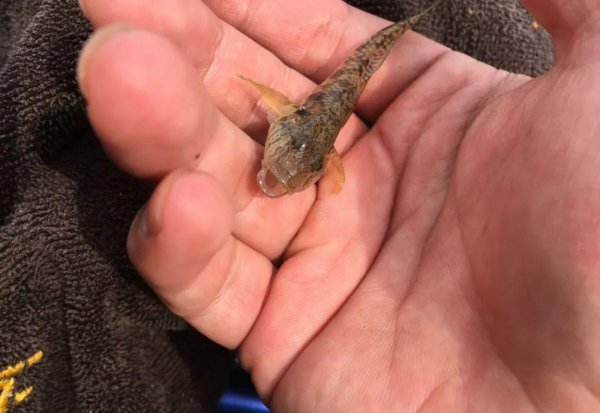 夏季钓鲫鱼饵料用腥还是香