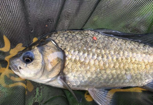 夏季钓鲫鱼饵料用腥还是香