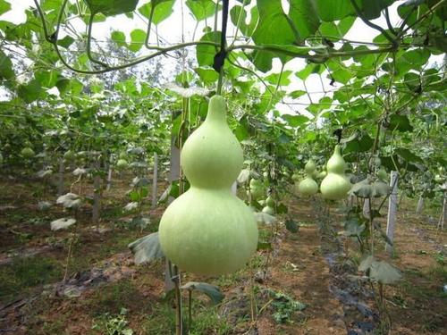 葫芦挂在家里什么位置好招财