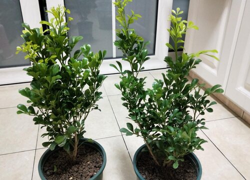 适合长期在室内种植的植物