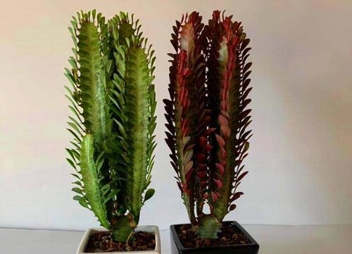 适合长期在室内种植的植物