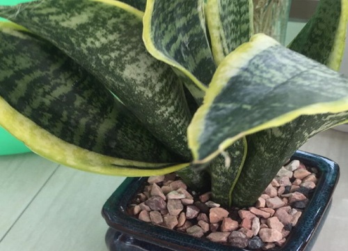 适合长期在室内种植的植物