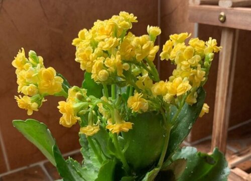 适合长期在室内种植的植物